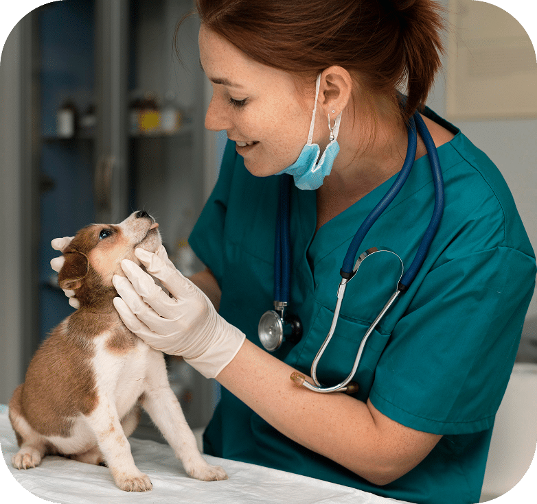 Home - AllCreatures vc