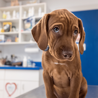 AV Veterinary Center - AllCreatures vc