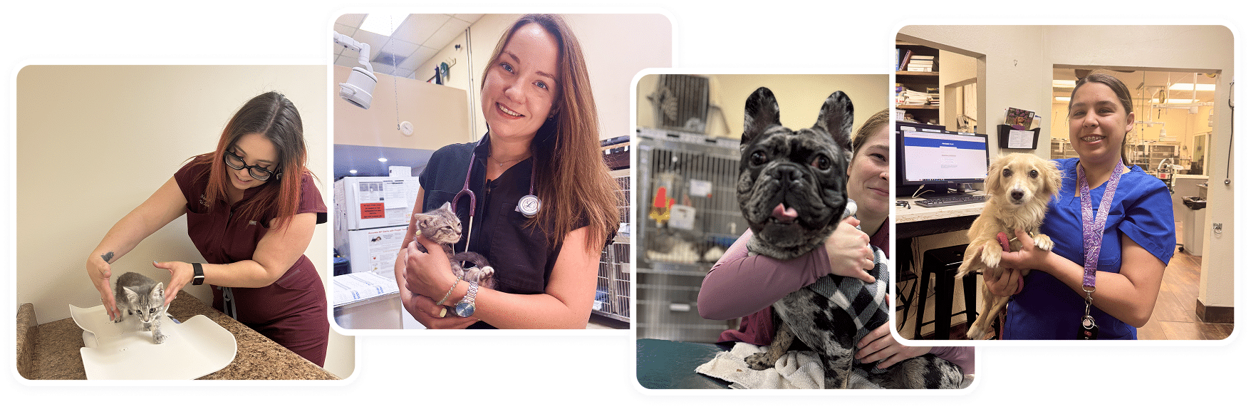 Home - AllCreatures vc