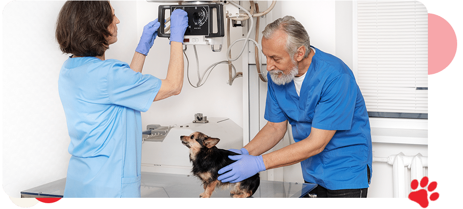 Cardiac and Abdominal Ultrasound - All Creatures Veterinary Center