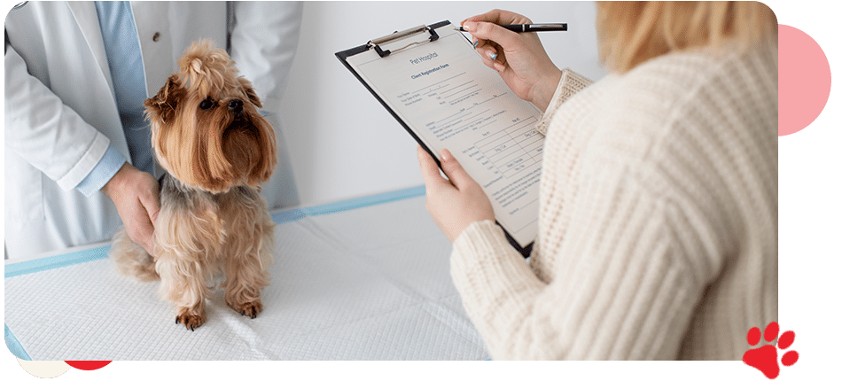 Comprehensive Pet Exams - AllCreatures vc Comprehensive Pet Exams - AllCreatures vc
