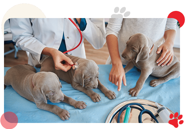 Services - AllCreatures vc