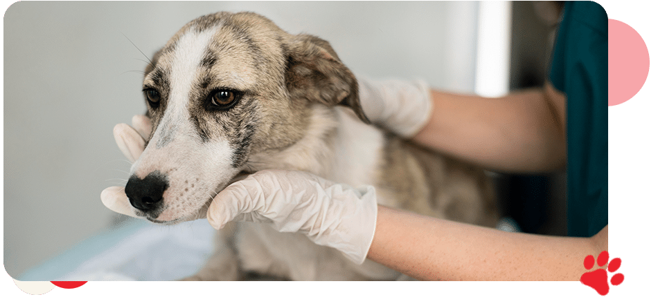 Emergency & Trauma Care - All Creatures Veterinary Center Emergency & Trauma Care - All Creatures Veterinary Center