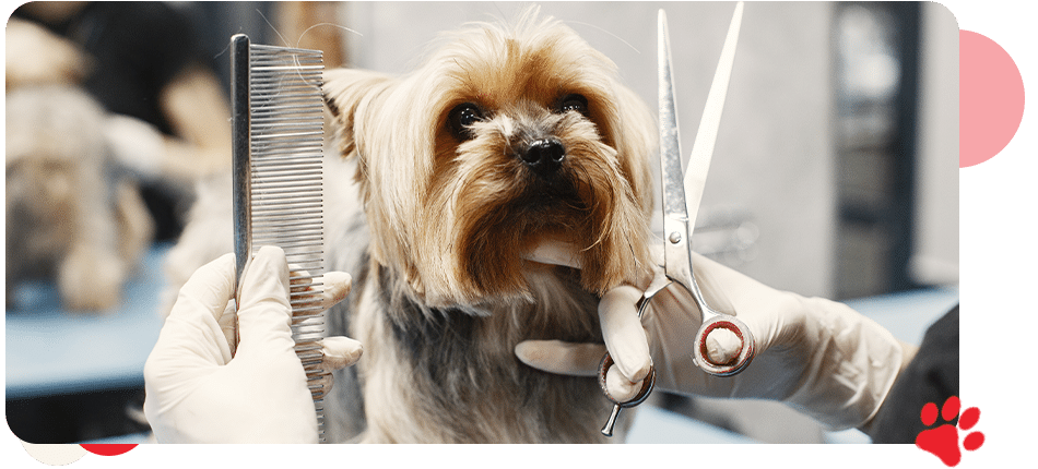 Pet Grooming - All Creatures Veterinary Center