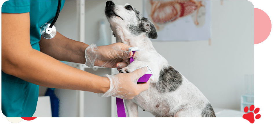 Neurology & Spinal Surgery - AllCreatures vc Neurology & Spinal Surgery - AllCreatures vc