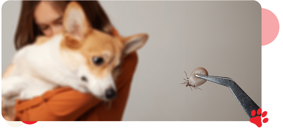 Parasite Prevention - AllCreatures vc Parasite Prevention - AllCreatures vc