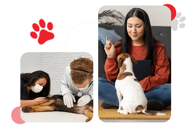 Services - AllCreatures vc