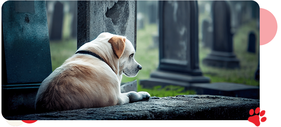 Pet Cremation - AllCreatures vc