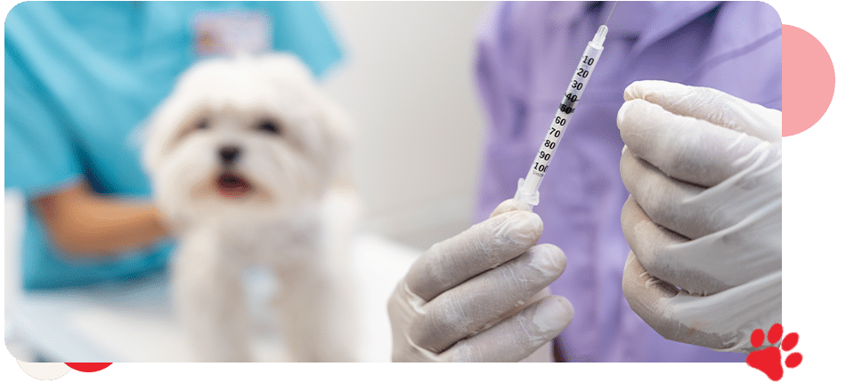 Pet Vaccinations - All Creatures Veterinary Center