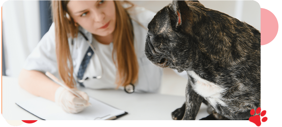 Pet Wellness Exams - All Creatures Veterinary Center
