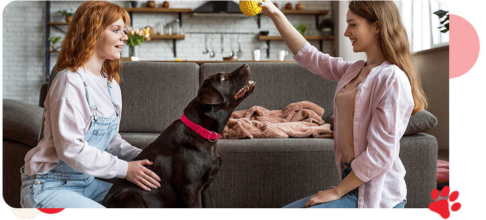 Preventative Care Packages - AllCreatures vc Preventative Care Packages - AllCreatures vc