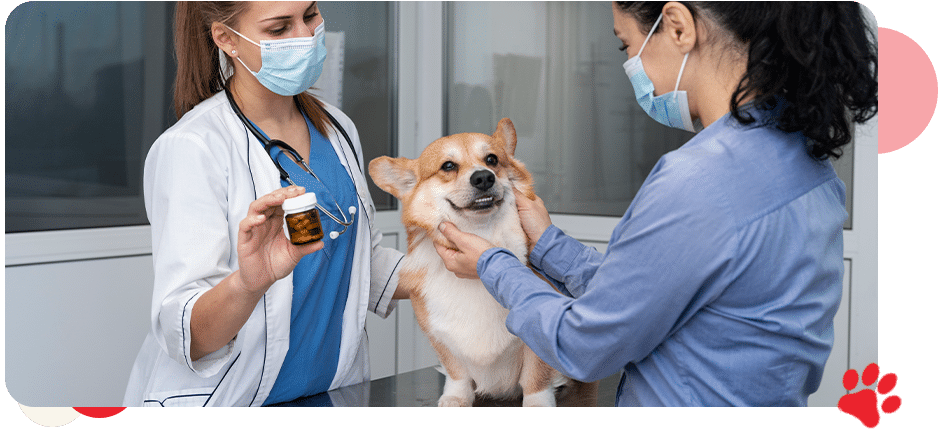 Preventative Care - All Creatures Veterinary Center