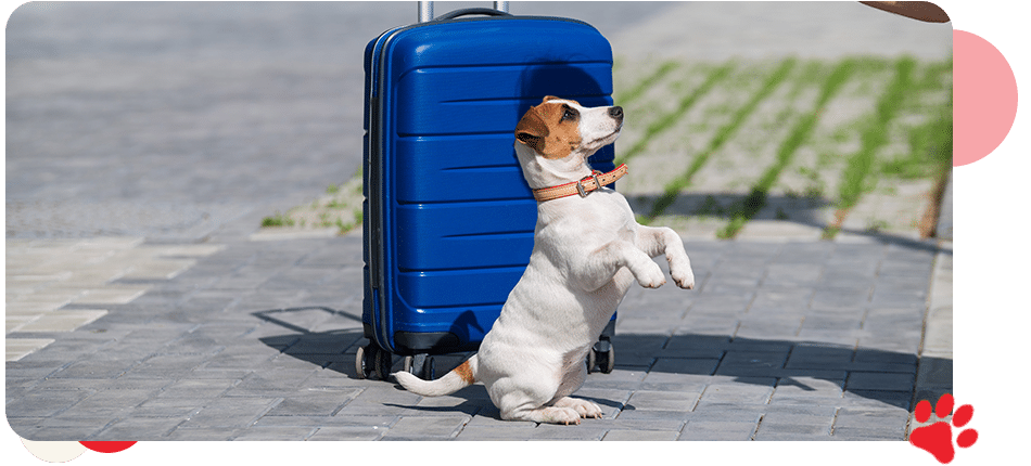 Referrals & Transfer - All Creatures Veterinary Center Referrals & Transfer - All Creatures Veterinary Center