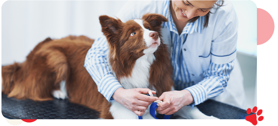 Rehabilitation & Therapeutic Care - All Creatures Veterinary Center