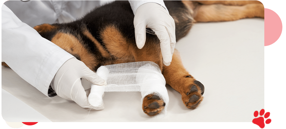 Soft Tissue Surgery - All Creatures Veterinary Center
