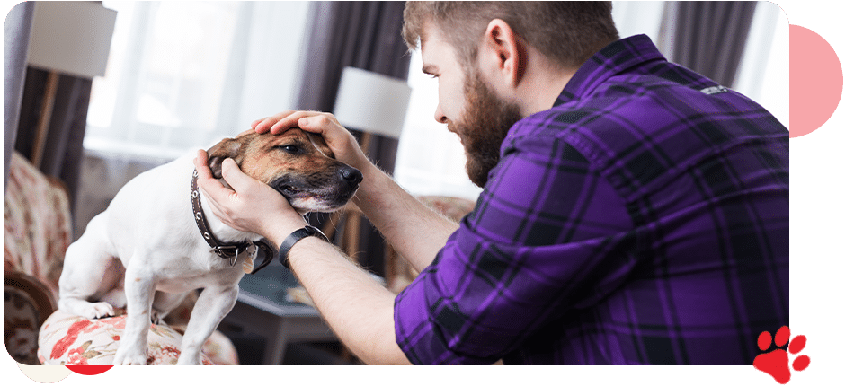 Spaying or Neutering Your Pet - AllCreatures vc