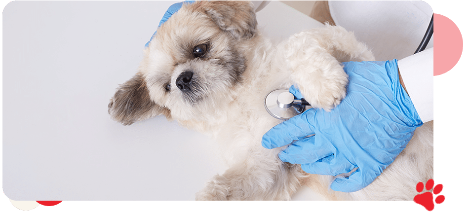 Stem Cell & PRP - AllCreatures vc Stem Cell & PRP - AllCreatures vc