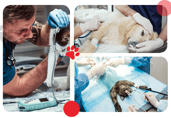 Services - AllCreatures vc