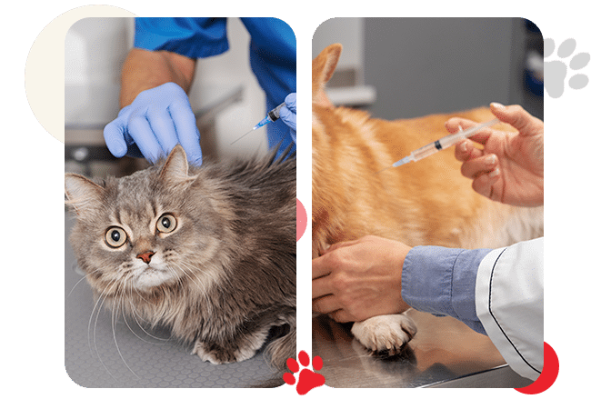 Services - AllCreatures vc