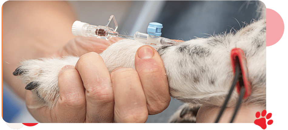 Bloodwork - AllCreatures vc