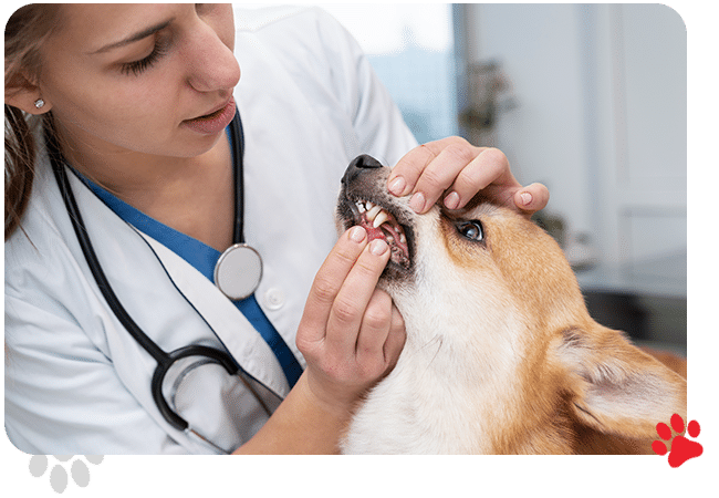 Services - AllCreatures vc