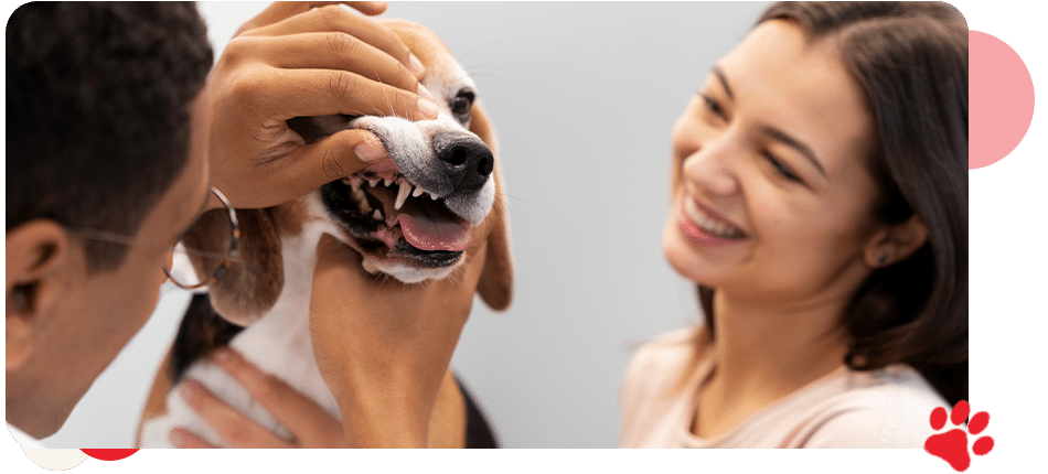 Dental - AllCreatures vc